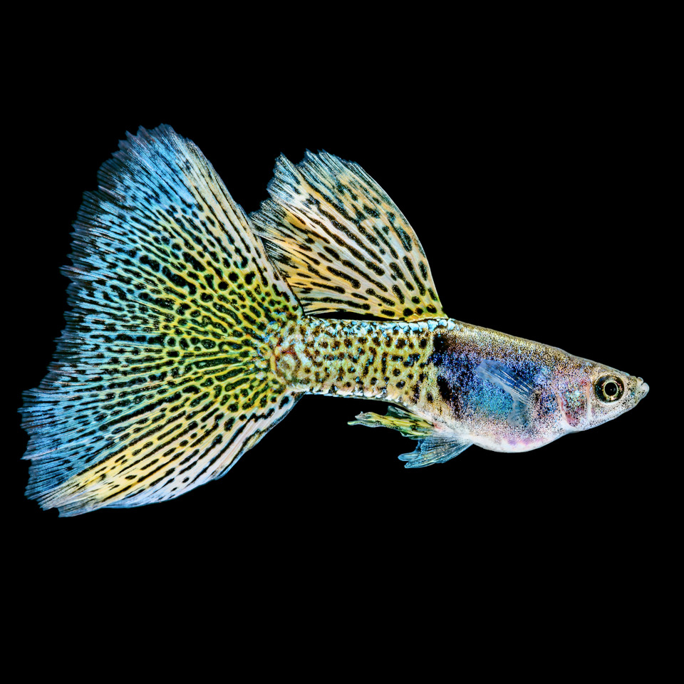 Guppy man